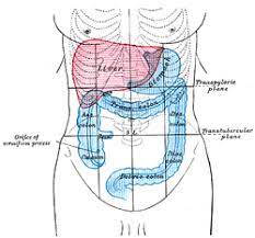 The first inch which appears in radiographs as the duodenal cap, is clothed on the front and the back with the peritoneum continued on to it from the stomach. Hypochondrium Wikipedia