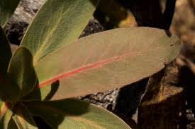 Image result for Protea welwitschii