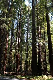 Hendy Woods State Park State Parks Trip Advisor Park