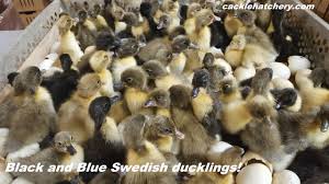 Old male 8 lbs, old female 7 lbs, young male 6.5 lbs, young female 5 lbs. Blue Swedish Ducks Ducklings For Sale Cackle Hatchery