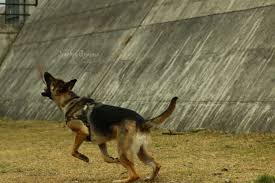 Black And Tan Faded German Shepherd Puppies Nachobillyanna Photography Found On Facebook Youtube And Flickr Jakethechubchub Gsd German Germanshepherd Shepherd German Shepherd Dogs Shepherd Dog