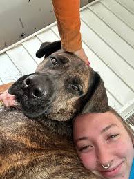 Hey, is this your dog? It is