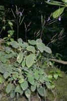 Image result for Streptocarpus glandulosissimus