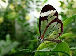 Animals Only Found In Panama Rare Animals Unique Animals Butterfly Species
