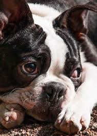 Explore extermination service price lists for common pests like moths, beetles, silverfish & more. Help My Dog Ate Pesticide 5 Signs Your Dog Consumed Pesticides