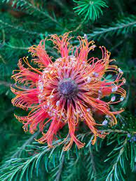 Banksia Flowers