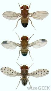 how can i get rid of fruit flies? (with