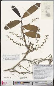 Image result for Diaphananthe sarcophylla