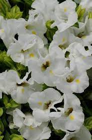 Wishbone Flower Seeds Torenia Kauai White Usda Zones 6 10 In 2021 Flower Seeds Flower Care Partial Shade Plants
