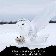 Birds That Can T Fly Far A Beautiful Day With The Buoyancy Of A Bird In 2020 Birds Bird Quotes Beautiful Day
