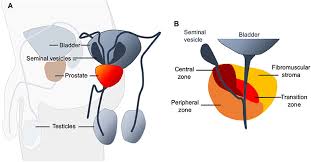 But hearing the words can still be scary. Frontiers Zinc Deficiency In Men Over 50 And Its Implications In Prostate Disorders Oncology
