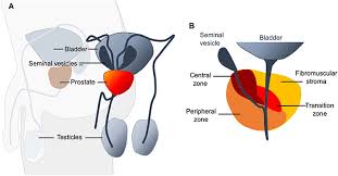 Request pdf | prostate cancer prevention. Frontiers Zinc Deficiency In Men Over 50 And Its Implications In Prostate Disorders Oncology