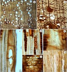 Image result for Vitellariopsis