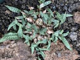 Image result for Ledebouria Unidentified sp. no4.