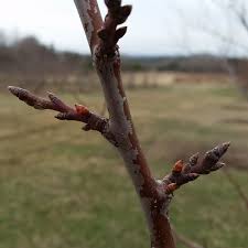 Which gives maximum crop yield at • increase in yield per hectare was 2.5 times in amrapali than that of the low density orchards of. Bulletin 2034 Plum Production In Maine Cooperative Extension Publications University Of Maine Cooperative Extension