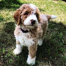 Find bernedoodle dogs and puppies from ohio breeders. Violette Is Our Stunning Apricot Tuxedo Willow Tree Doodles Facebook