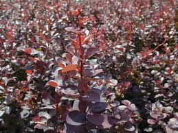 Image result for Thunbergia pynaertii