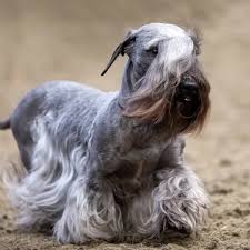 Image result for ČESKÝ TERIÉR