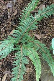 Polystichum Setiferum Mossy Mama Plants Woodland Garden Deer Resistant Plants