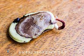 The smart idea is to buy a grafted plant. How To Grow Mango From Seed Easy Method Empress Of Dirt