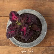 Image result for Coleus tetragonus