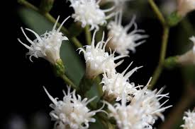 Image result for Vernonanthura