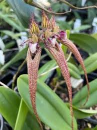 Image result for Bulbophyllum prorepens