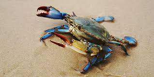 Hours may change under current circumstances Blue Crab National Wildlife Federation