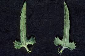 Image result for Tragia rupestris