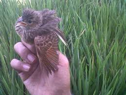 Daftar harga burung perenjak terbaru semua jenis. Pulut Burung Si Leugeut Teureup Branjangan Sapan Facebook