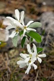 Image result for Amelanchier ovalis
