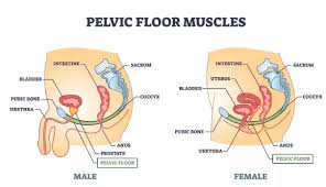 Image result for Pelvic Floor Dysfunction