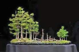 bonsai forest via club de bonsaitas foret bonsai jardin bonsais bonsais