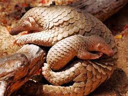 Since then he has dedicated his life to stopping poaching and educating the. Mother And Baby Pangolin Mamma Pangolin S Carry Their Babies On Their Backs And Take Good Care Of Their Young Hunted Unusual Animals Pangolin Animals Wild