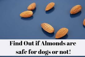Check poison symptoms, diagnosis & treatments. Can Dogs Eat Almonds