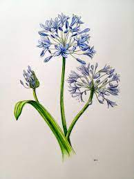 Agapanthus By Pip Boydell Hoa Păng Xe Mẫu Hoa Văn Hoa