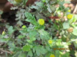 Image result for Grangea maderaspatana