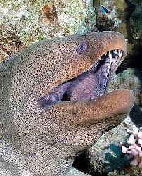 The Lazy Lizard S Tales Moray Eels Muraenidae Moray Eel Ocean Animals Ocean Creatures