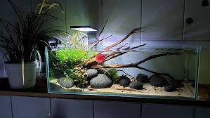 Update Aquascaping Aquascape Aqua Aquarium Naturel Aquascapedesign Plants Planttank Plantedaquarium Ada Aquascaping Planted Aquarium Akvaryum