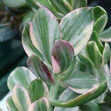 Jade Plant Care Pruning Soil And Propagation Epic Gardening Jade Plants Jade Plant Care Crassula Ovata