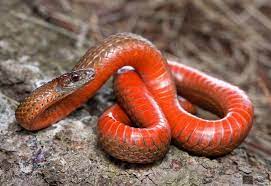 Pin On Snakes