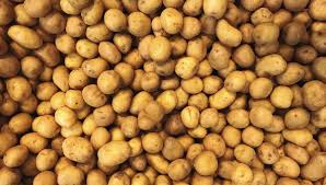 Compare the rare english earthapple, german erdapfel, dutch aardappel and icelandic jarðepli. Pourquoi La Pomme De Terre Ne Doit Absolument Rien A Antoine Parmentier