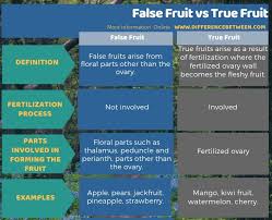 Difference Between False Fruit And True Fruit Compare The Difference Between Similar Terms