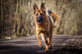 See more ideas about german shepherd dogs, shepherd, german shepherd. German Shepherd Hd Wallpaper Background Image 2048x1365