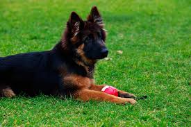 German shepherd breeders you can trust for healthy family raised loving companions,home protection and esa/service dogs. Is The Miniature German Shepherd Dog Real K9 Web