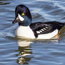 Their plumage is black and white, and they eat fish , crustaceans and other marine life. Barrow S Goldeneye The Audubon Birds Climate Change Report
