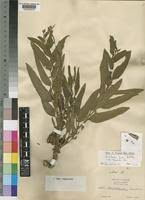 Image result for Aristolochia hockii