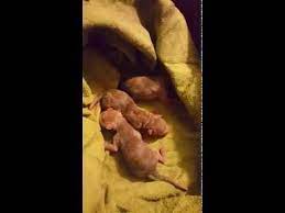 Newborn 1 Day Old Kit Fox Babies Youtube