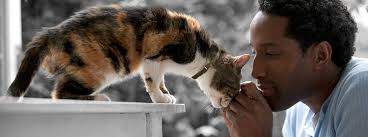 The body condition system was developed at the nestlé purina petcare center and has been validated as documented in the following publications: Feeding Your Senior Cat Older Cat Care Purina