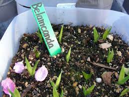 Maybe you would like to learn more about one of these? Blackberry Lily Seeds Growing From Seed Forum Gardenweb Growing Seeds Seeds Growing How To Dry Basil